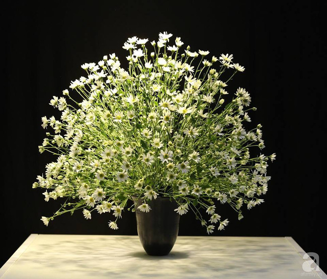 Làm đẹp nhà đón mùa đông Hà Nội với cúc họa mi đẹp dịu dàng, bình yên