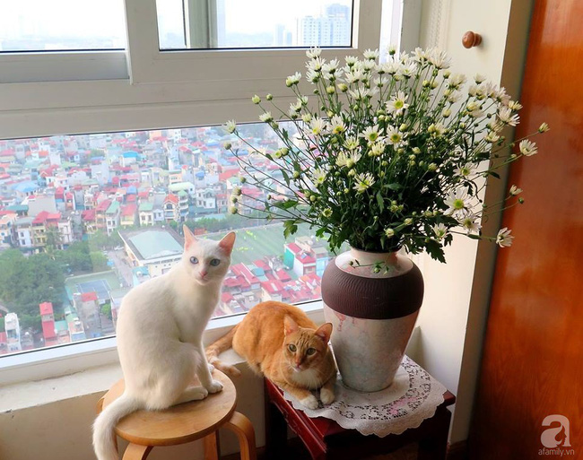 Làm đẹp nhà đón mùa đông Hà Nội với cúc họa mi đẹp dịu dàng, bình yên