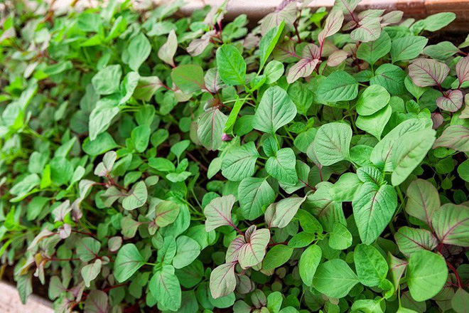 Loại rau- vị thuốc quét sạch độc tố, chữa táo bón cực tốt: Chợ Việt rất nhiều, giá rẻ