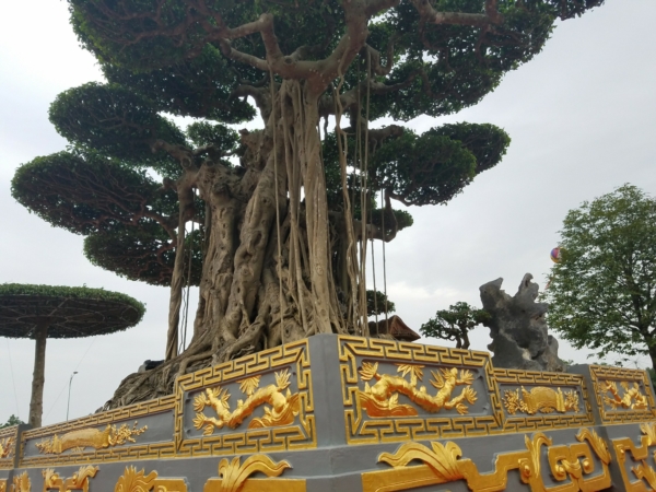 Tuyệt tác siêu cây Đại thế vân tùng dát vàng giá 15 tỷ đẹp cỡ nào?