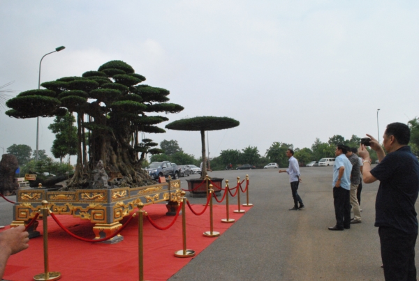 Tuyệt tác siêu cây Đại thế vân tùng dát vàng giá 15 tỷ đẹp cỡ nào?