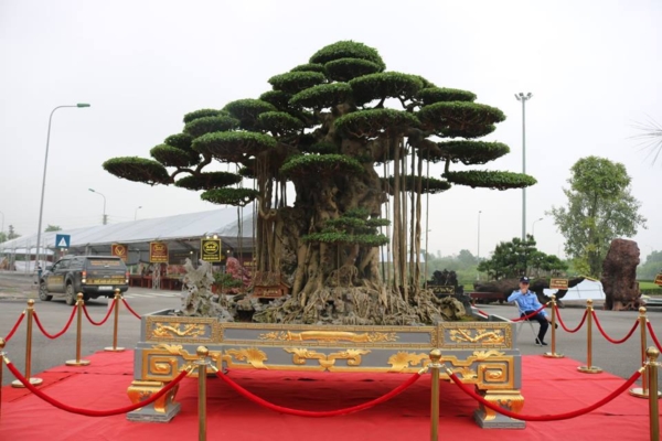Tuyệt tác siêu cây Đại thế vân tùng dát vàng giá 15 tỷ đẹp cỡ nào?