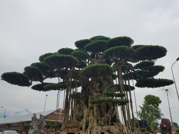 Tuyệt tác siêu cây Đại thế vân tùng dát vàng giá 15 tỷ đẹp cỡ nào?