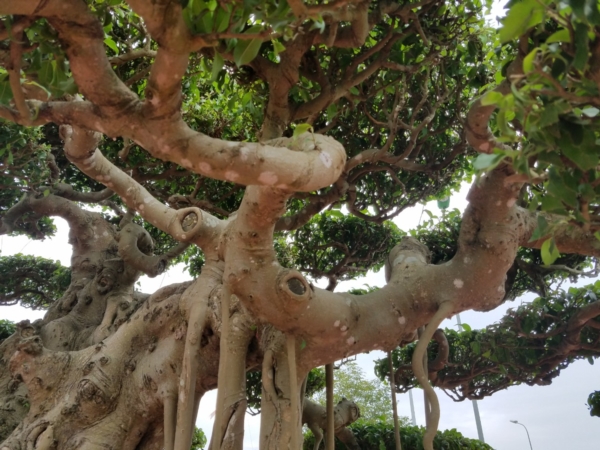 Tuyệt tác siêu cây Đại thế vân tùng dát vàng giá 15 tỷ đẹp cỡ nào?