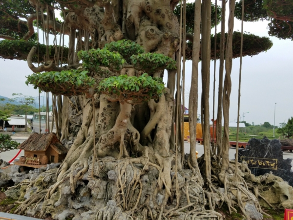 Tuyệt tác siêu cây Đại thế vân tùng dát vàng giá 15 tỷ đẹp cỡ nào?