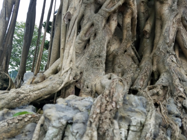 Tuyệt tác siêu cây Đại thế vân tùng dát vàng giá 15 tỷ đẹp cỡ nào?