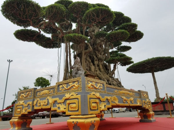 Tuyệt tác siêu cây Đại thế vân tùng dát vàng giá 15 tỷ đẹp cỡ nào?