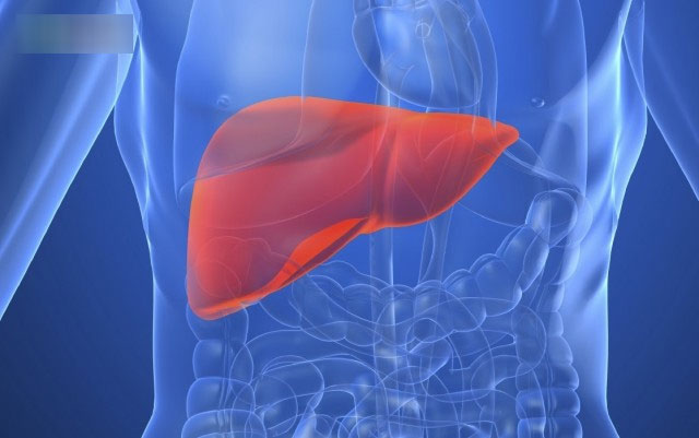 Gan phải làm việc rất nặng nhọc mỗi ngày, đây là cách chăm sóc hiệu quả ai cũng nên làm