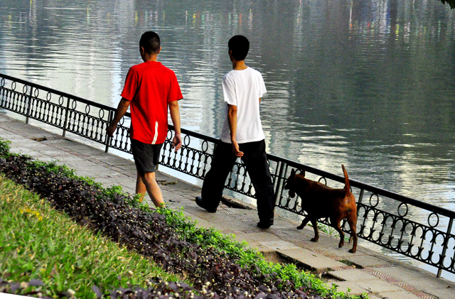 Hà Nội: Lập đội phản ứng nhanh bắt chó thả rông, không rọ mõm