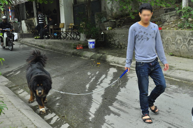 Hà Nội: Lập đội phản ứng nhanh bắt chó thả rông, không rọ mõm