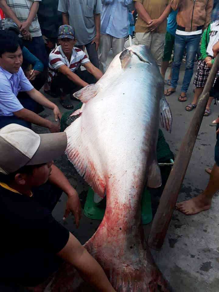 Người dân đổ xô xem cá khủng to như chiếc xuồng ở miền Tây