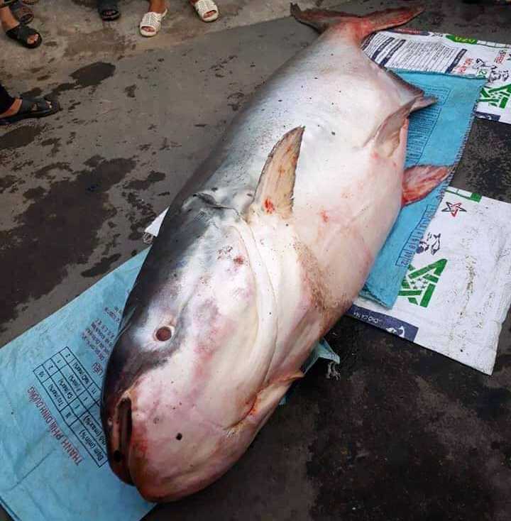 Người dân đổ xô xem cá khủng to như chiếc xuồng ở miền Tây