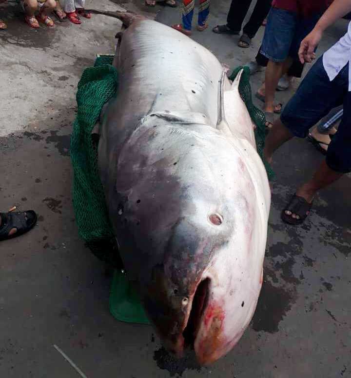 Người dân đổ xô xem cá khủng to như chiếc xuồng ở miền Tây