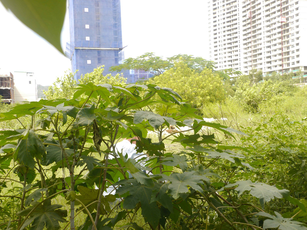 Gia sản khủng của ông Trần Bắc Hà từng sở hữu ở Bình Định gồm những gì?