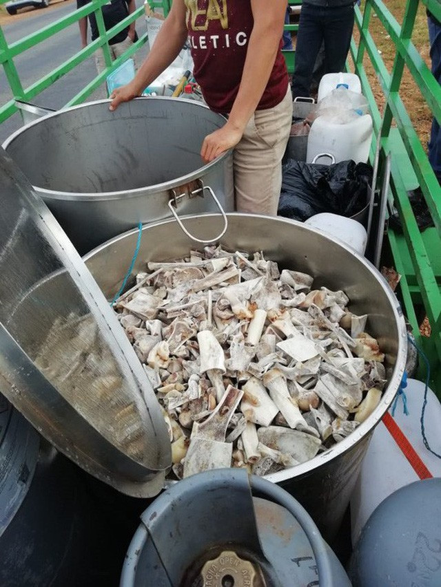 6 người Việt bị bắt trong vụ giết 40 sư tử ở Nam Phi