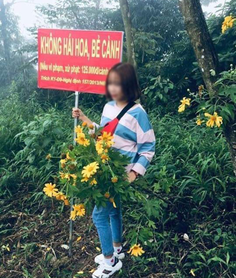 Thiếu nữ cầm bó hoa dã quỳ tạo dáng bên tấm biển Không hái hoa, bẻ cành khiến dân mạng phẫn nộ