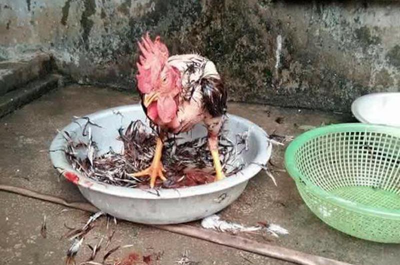 Bộ sưu tập 23 món ăn của nàng dâu khiến mẹ chồng chết ngất