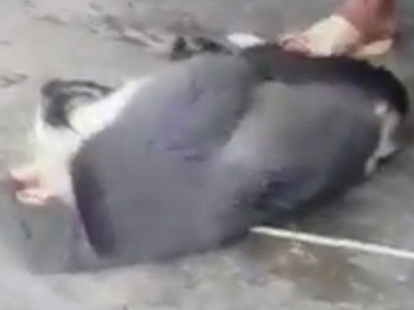 Kiểm lâm truy tìm người giết khỉ đăng ảnh trên Facebook