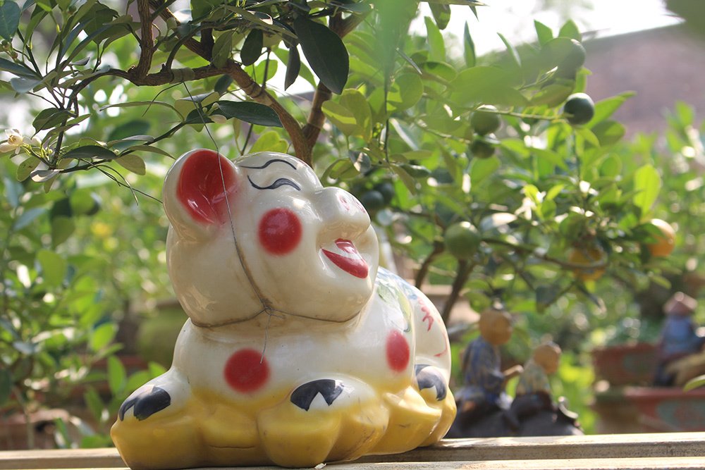 Heo vàng 5 triệu cõng quất bonsai chào tết Kỷ Hợi 2019