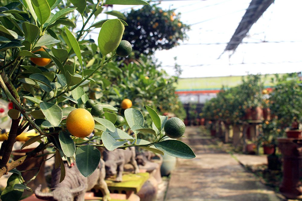 Heo vàng 5 triệu cõng quất bonsai chào tết Kỷ Hợi 2019