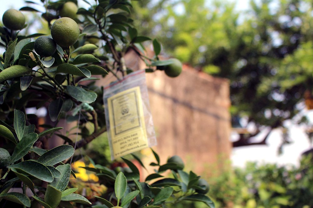 Heo vàng 5 triệu cõng quất bonsai chào tết Kỷ Hợi 2019