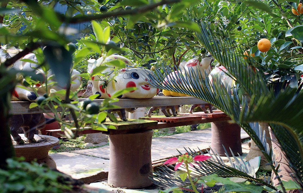 Heo vàng 5 triệu cõng quất bonsai chào tết Kỷ Hợi 2019