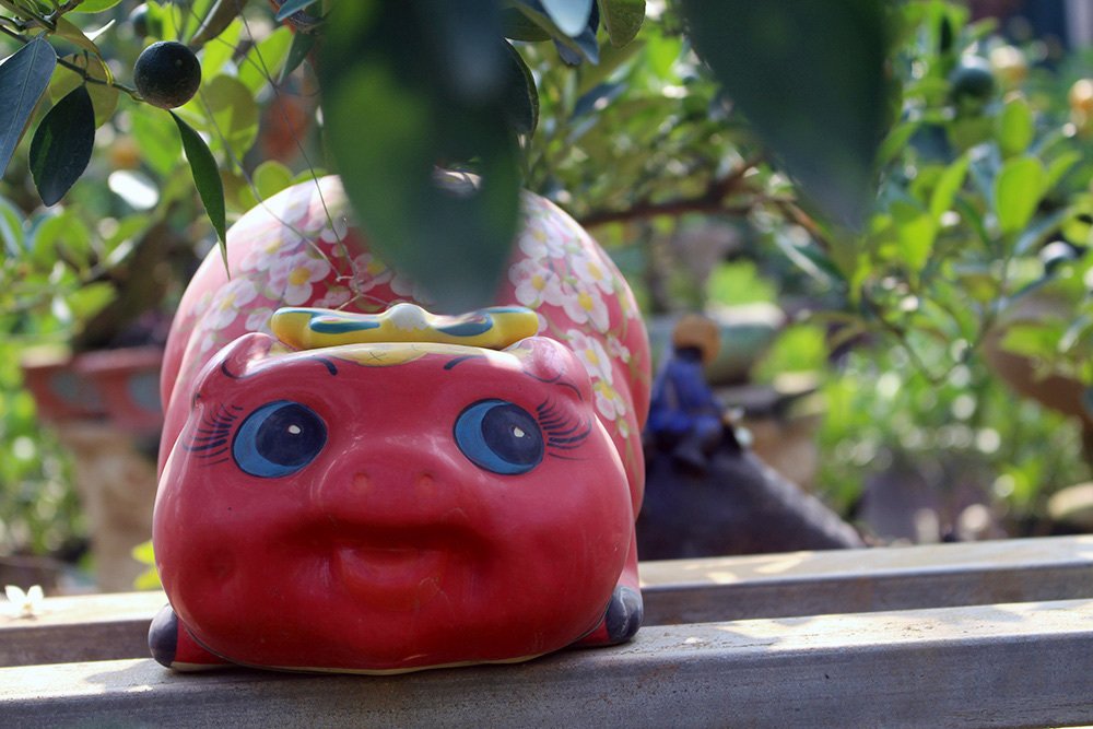 Heo vàng 5 triệu cõng quất bonsai chào tết Kỷ Hợi 2019