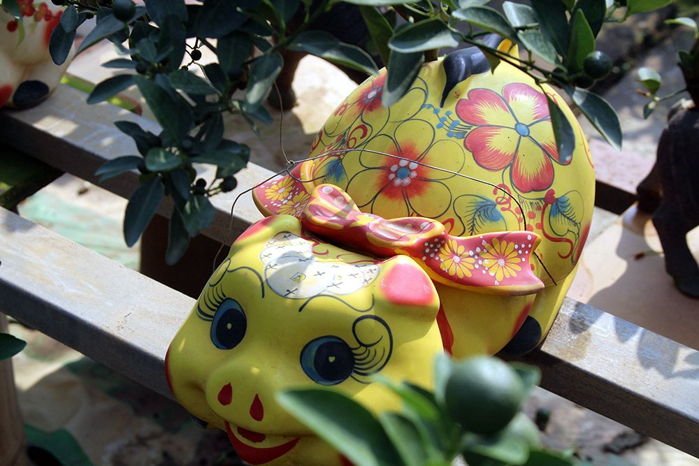 Heo vàng 5 triệu cõng quất bonsai chào tết Kỷ Hợi 2019