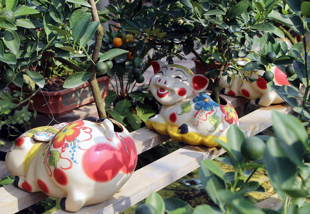 Heo vàng 5 triệu cõng quất bonsai chào tết Kỷ Hợi 2019