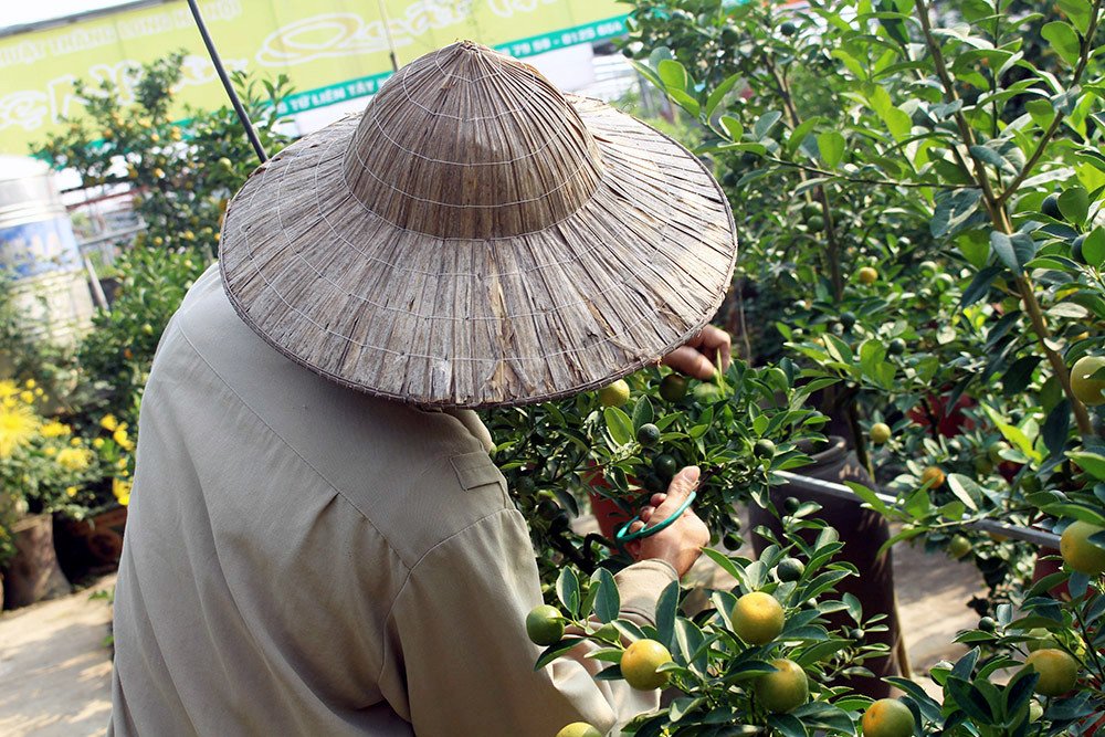 Heo vàng 5 triệu cõng quất bonsai chào tết Kỷ Hợi 2019 Heo vàng 5 triệu cõng quất bonsai chào tết Kỷ Hợi 2019