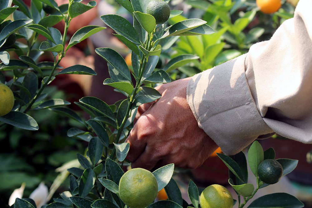 Heo vàng 5 triệu cõng quất bonsai chào tết Kỷ Hợi 2019