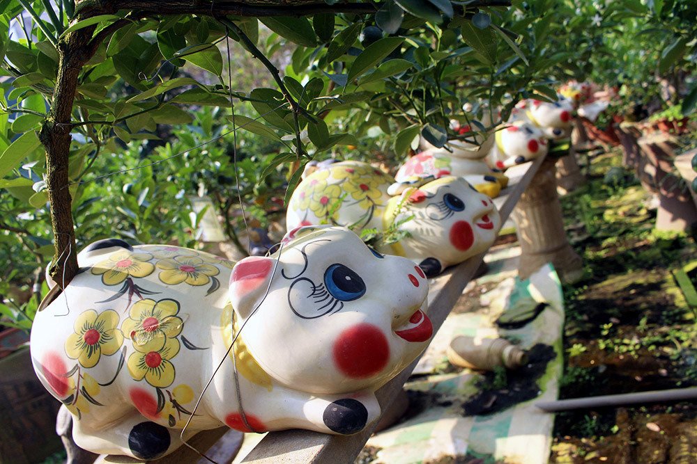 Heo vàng 5 triệu cõng quất bonsai chào tết Kỷ Hợi 2019