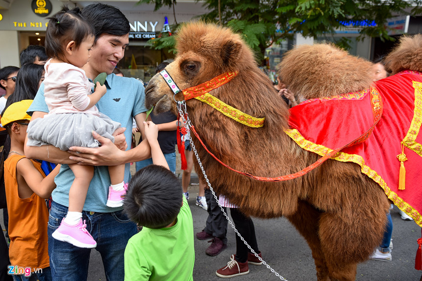 Lạc đà xuất hiện trên phố đi bộ hồ Gươm