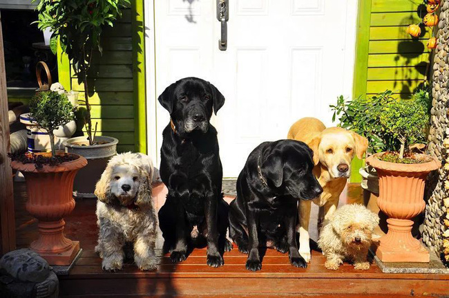 Tất bật nhiều năm tuổi trẻ, người phụ nữ tuổi 40 dành dụm tiền mua căn nhà vườn xinh xắn sống cuộc đời an yên