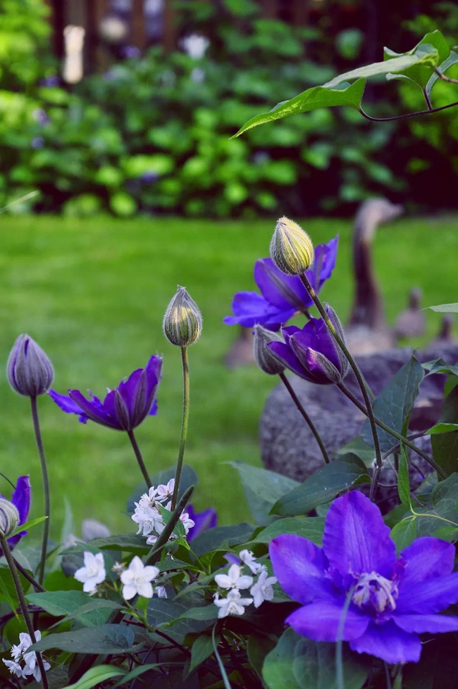 Tất bật nhiều năm tuổi trẻ, người phụ nữ tuổi 40 dành dụm tiền mua căn nhà vườn xinh xắn sống cuộc đời an yên