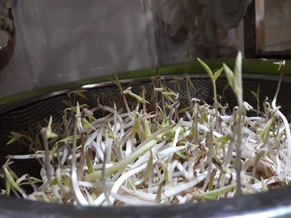 Khoe bonsai giá đỗ sau một ngày để quên, dân mạng chỉ ra điều kì lạ đáng sợ