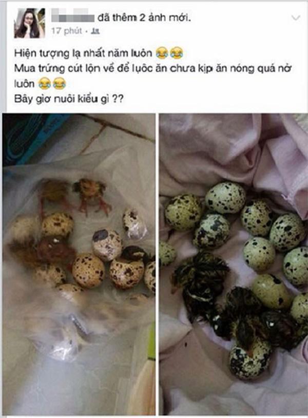 Khoe bonsai giá đỗ sau một ngày để quên, dân mạng chỉ ra điều kì lạ đáng sợ