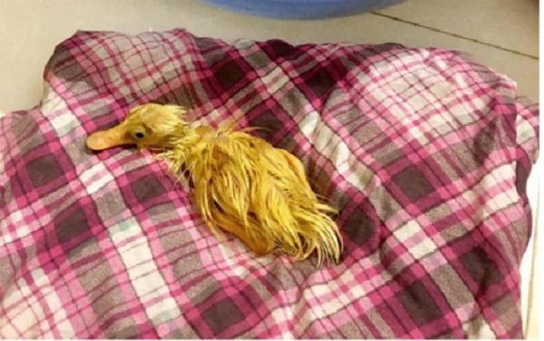 Khoe bonsai giá đỗ sau một ngày để quên, dân mạng chỉ ra điều kì lạ đáng sợ