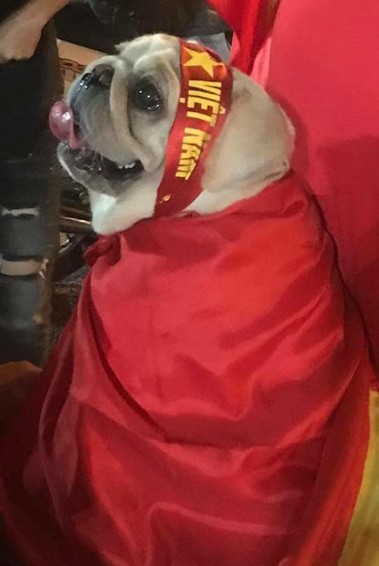 Chùm ảnh Khi các boss đi bão khiến dân mạng phát cuồng vì quá đáng yêu