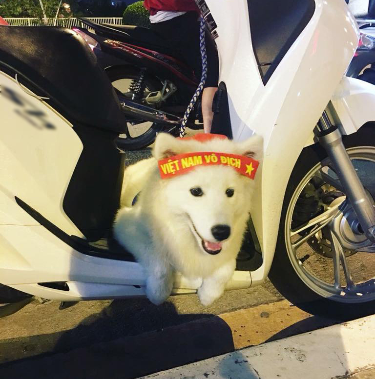 Chùm ảnh Khi các boss đi bão khiến dân mạng phát cuồng vì quá đáng yêu