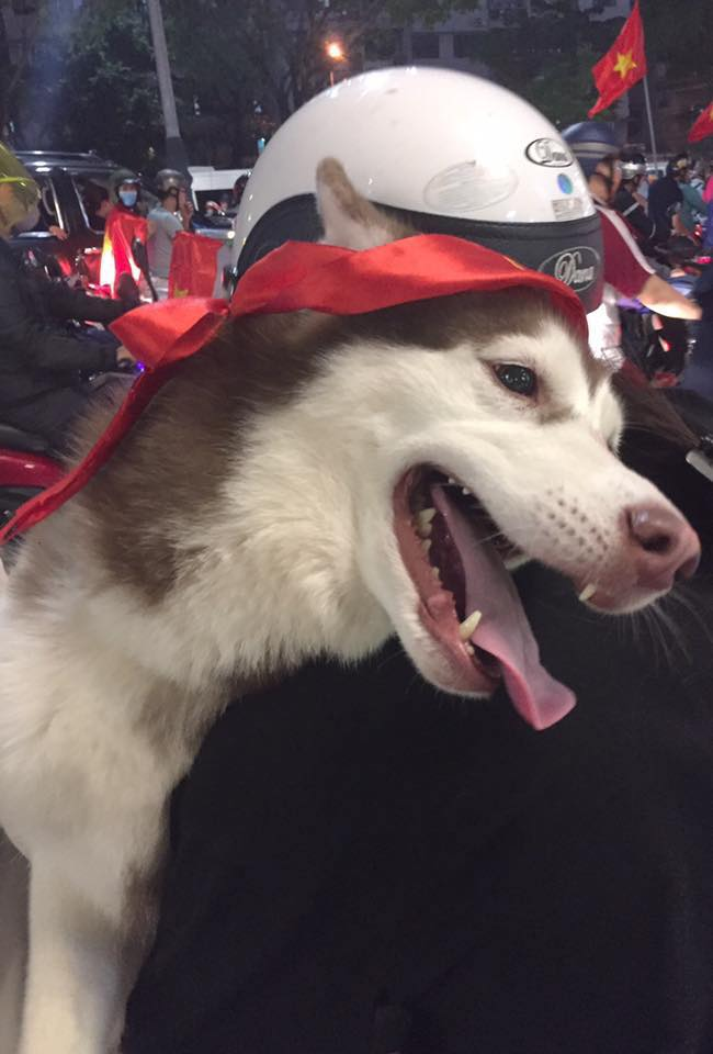 Chùm ảnh Khi các boss đi bão khiến dân mạng phát cuồng vì quá đáng yêu