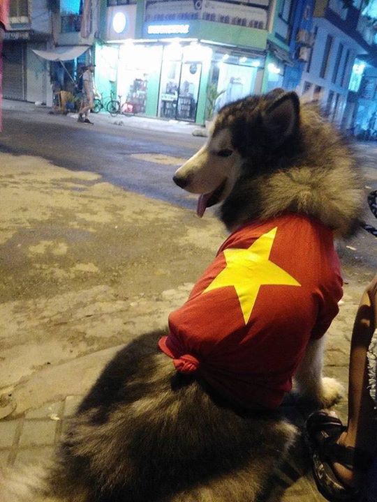 Chùm ảnh Khi các boss đi bão khiến dân mạng phát cuồng vì quá đáng yêu