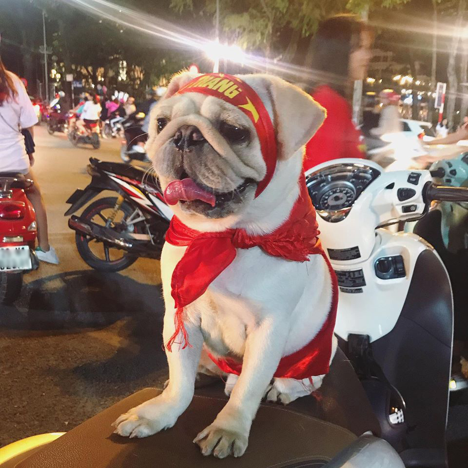 Chùm ảnh Khi các boss đi bão khiến dân mạng phát cuồng vì quá đáng yêu