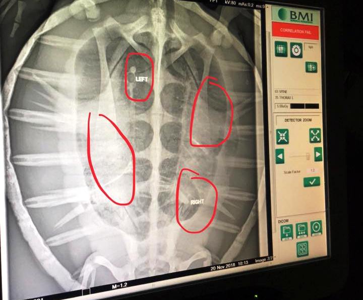 Ly kỳ hành trình mổ nội soi gắp dị vật trong bụng cứu sống rùa biển