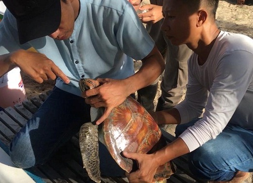 Ly kỳ hành trình mổ nội soi gắp dị vật trong bụng cứu sống rùa biển