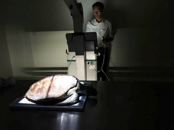 Ly kỳ hành trình mổ nội soi gắp dị vật trong bụng cứu sống rùa biển