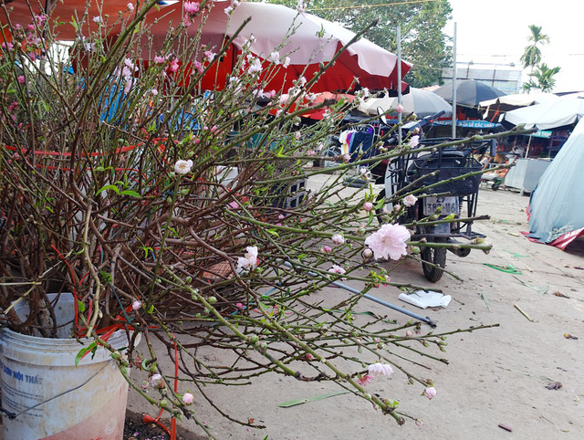 Hoa đào bất ngờ bung nở rầm rộ, giá 200.000 đồng/cành Hoa đào bất ngờ bung nở rầm rộ, giá 200.000 đồng/cành