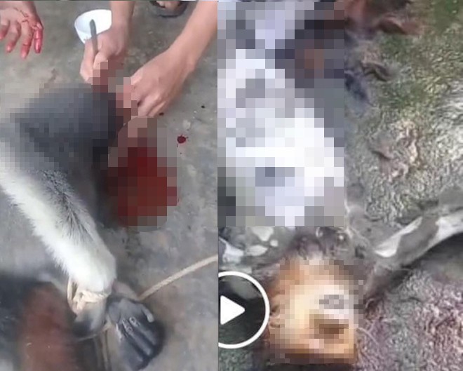 Nam thanh niên đăng ảnh giết khỉ lên facebook để ra oai với bạn bè và câu like