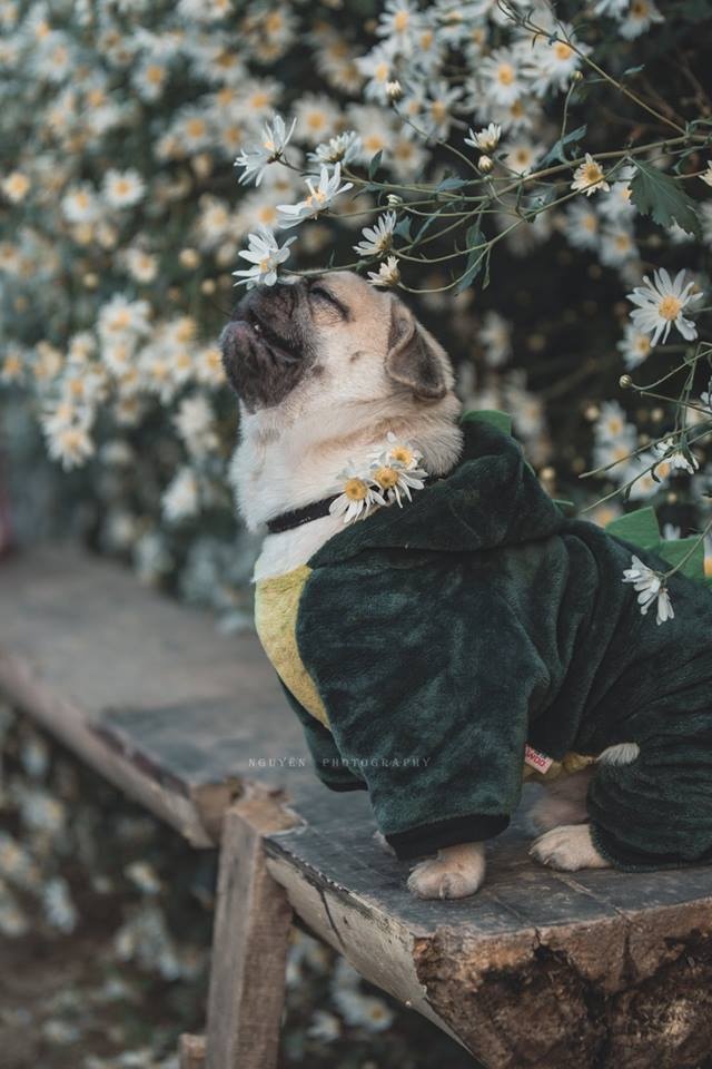 Khi trào lưu chụp ảnh với cúc họa mi dần trở nên quá đà: Vui thôi, đừng vui quá