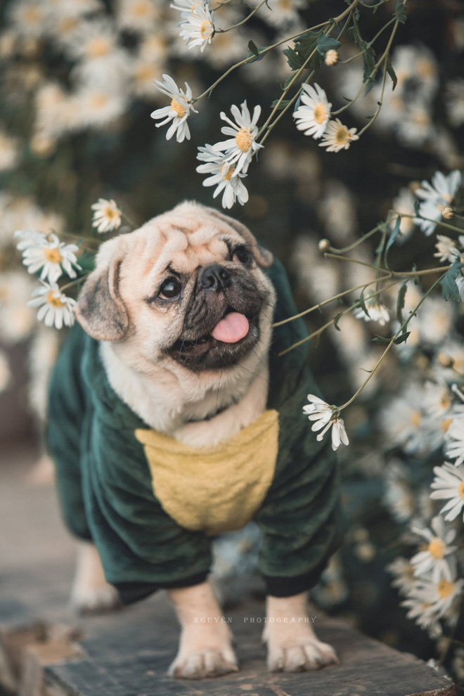 Khi trào lưu chụp ảnh với cúc họa mi dần trở nên quá đà: Vui thôi, đừng vui quá